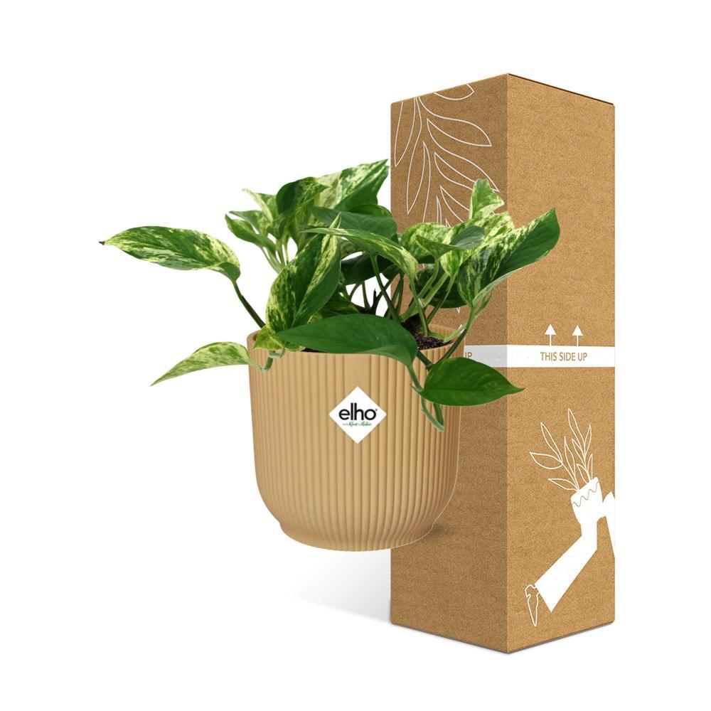 Efeutute - Scindapsus (Epipremnum) Marble Queen in ELHO Vibes Fold 14cm Topf gelb