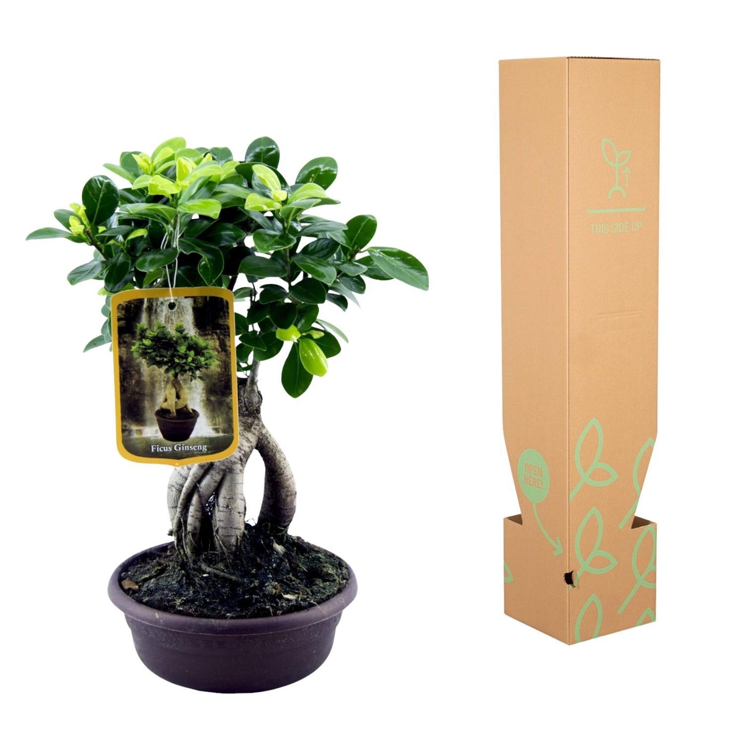 Ficus Ginseng - Ficus microcarpa Ginseng - 30 cm - Ø17cm