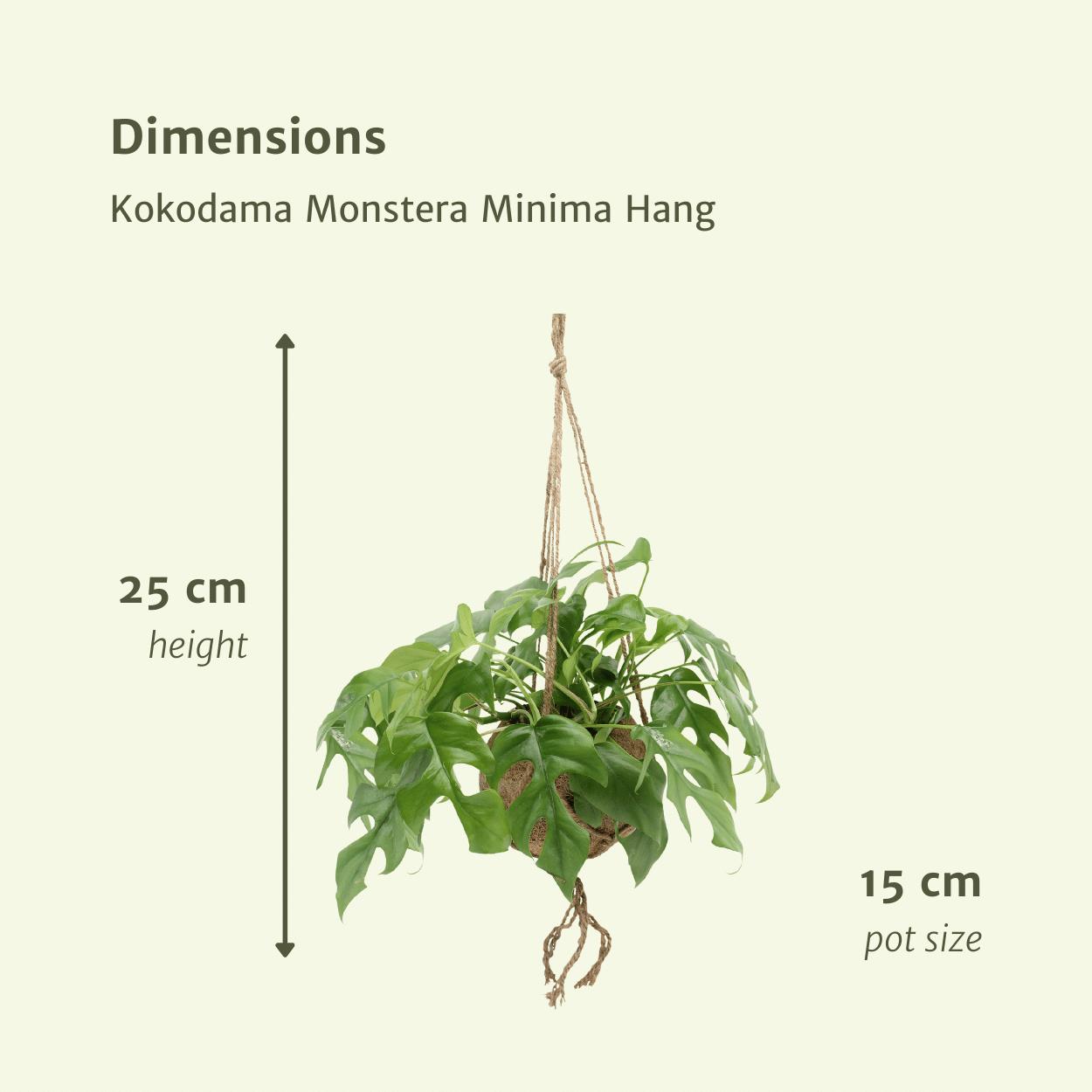 Kokodama Monstera Minima Hang (gatplant) - 2 stuks - Ø15cm - ↕25cm