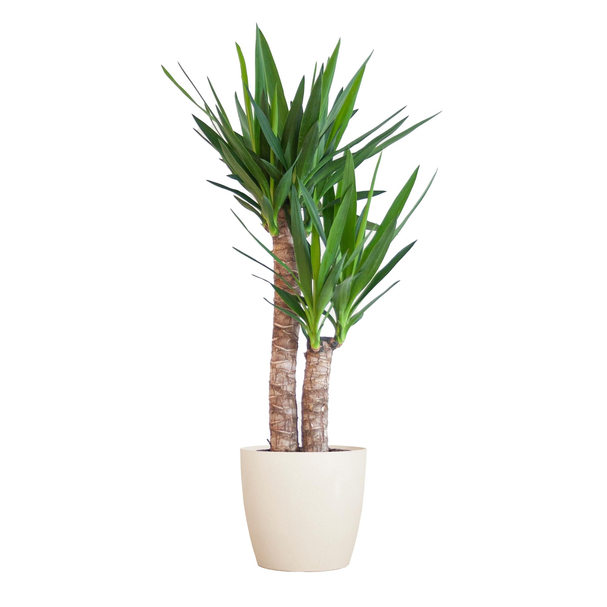 Yuccapalme- Yucca Elephantipes mit Viber Topf weiß - 90cm - Ø21