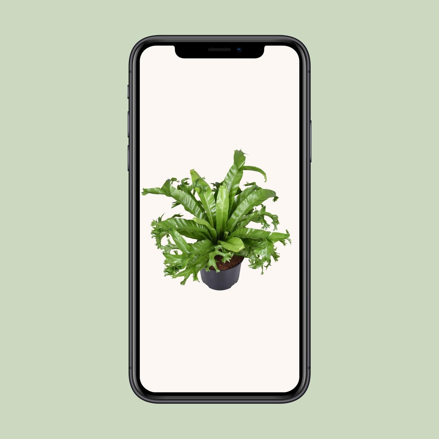 Vogelnestfarn - Asplenium Nidus Crissie - Ø23cm - ↕55cm