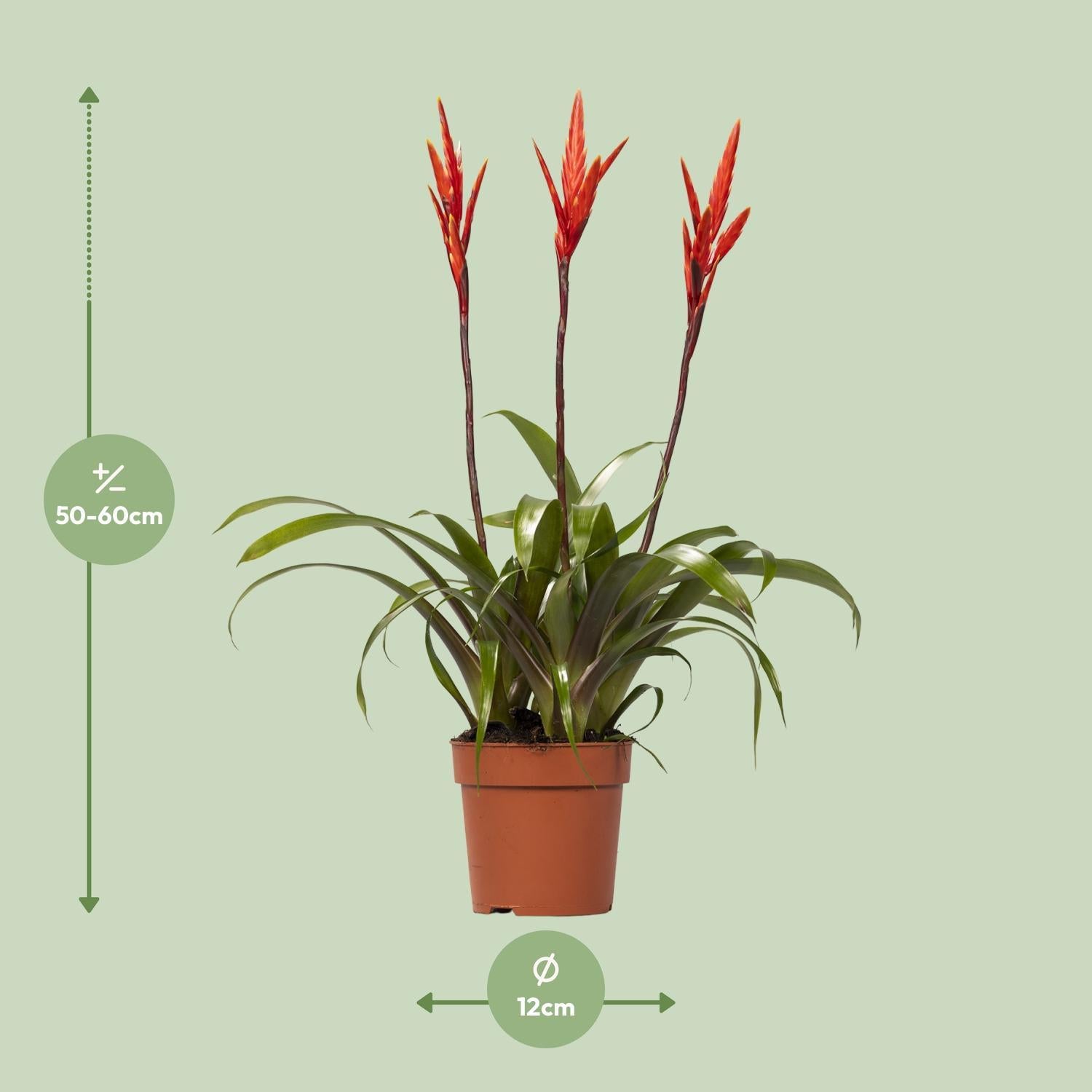 Bromelie - Vriesea Elan Büschel - Ø12cm - ↕55cm