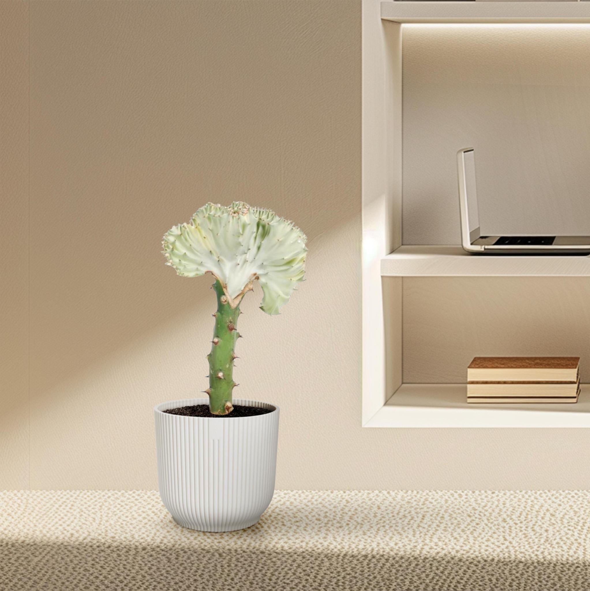 Korallenwolfsmilch - Euphorbia lactea Cristata weiß - 30 cm - ø10,5