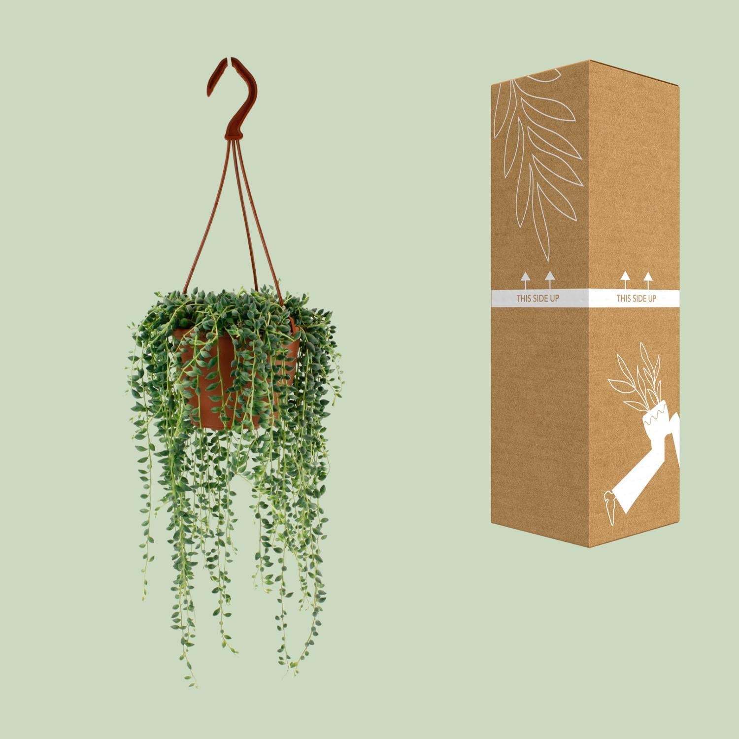 Erbsenpflanze - Senecio Herreianus - Ø12cm - ↕20cm