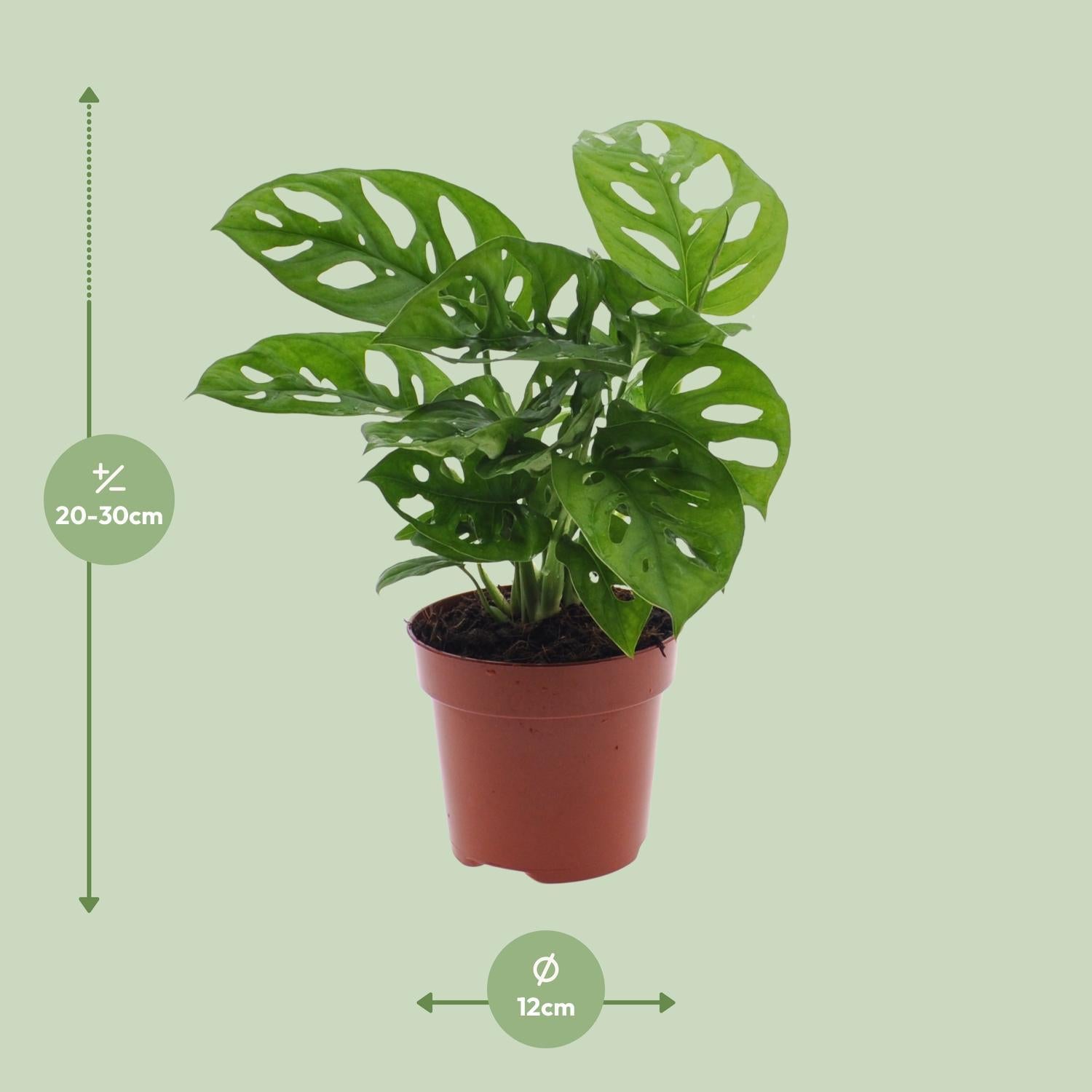 Affenmaskenpflanze - Monstera Monkey Leaf - Ø12cm - ↕30cm