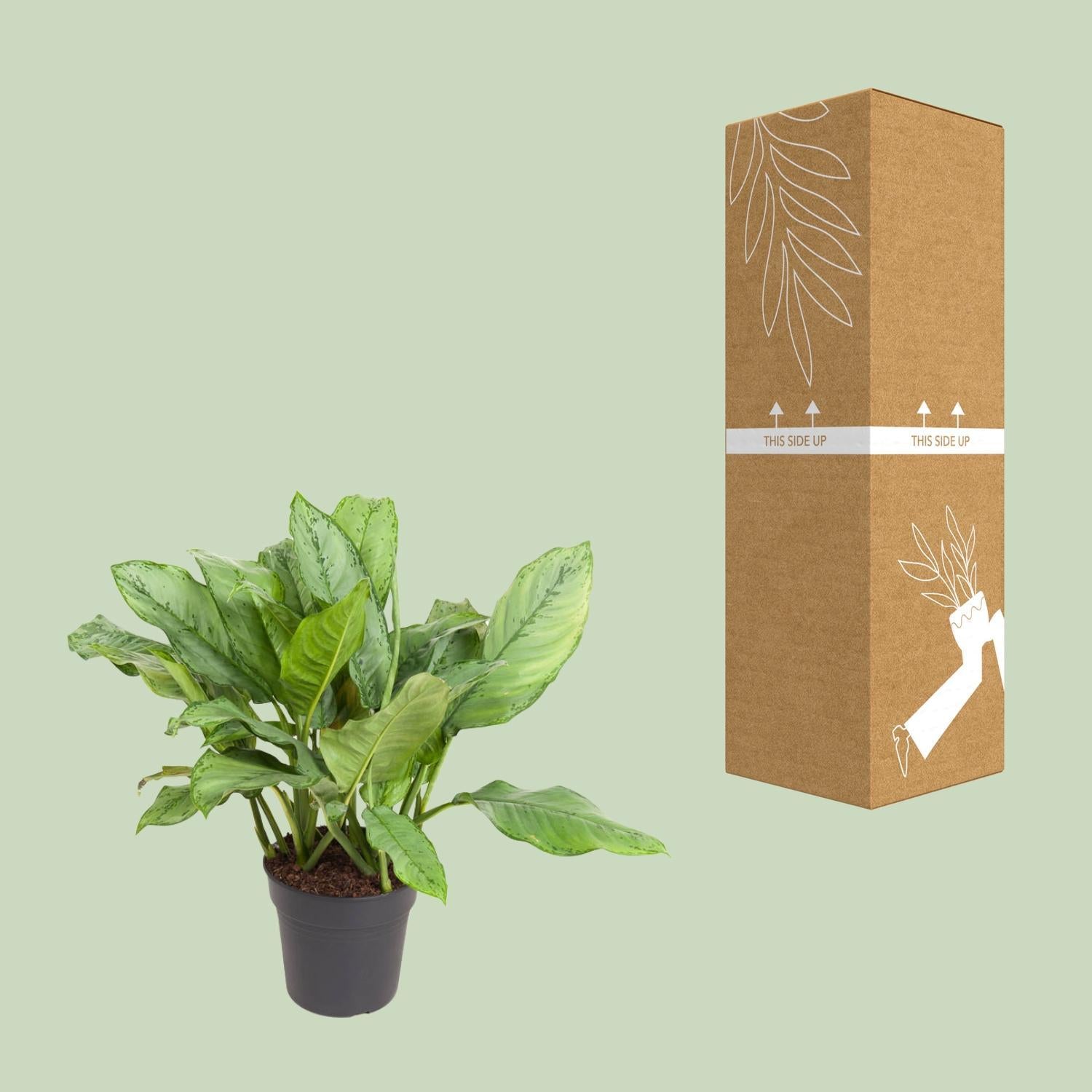 Chinesischer Immergrün - Aglaonema B.J. Freedman - Ø24cm - ↕70cm