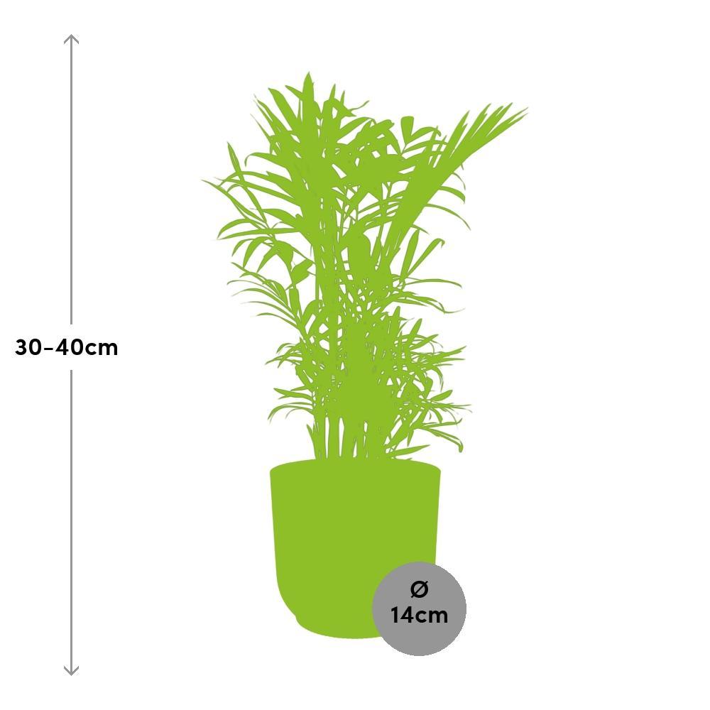 Mexikanische Bergpalme - Chamaedorea Elegans in ELHO Vibes Fold 14cm Topf gelb