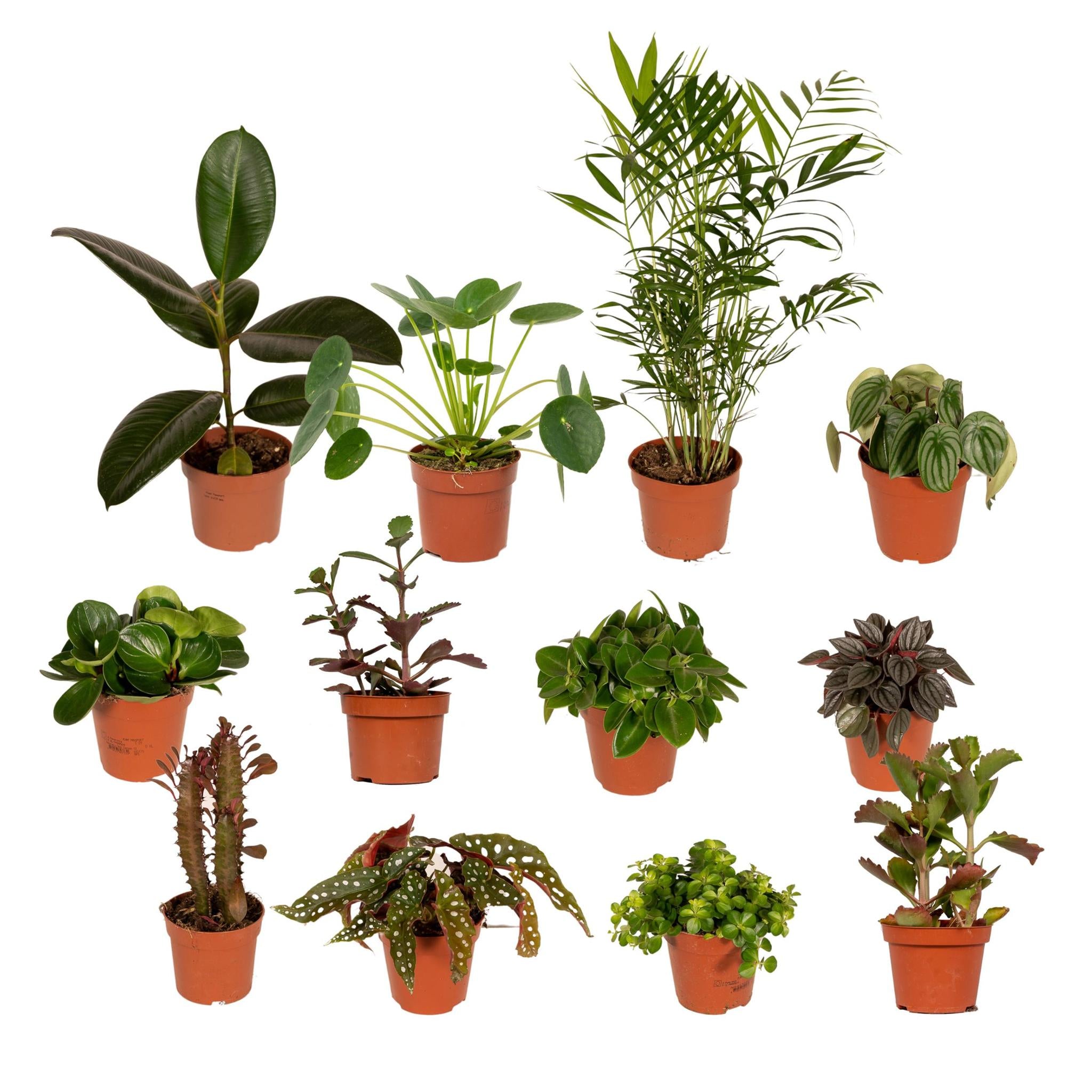 plant d'interieur Pflanzen Mix - Bunte Zimmerpflanzenbox