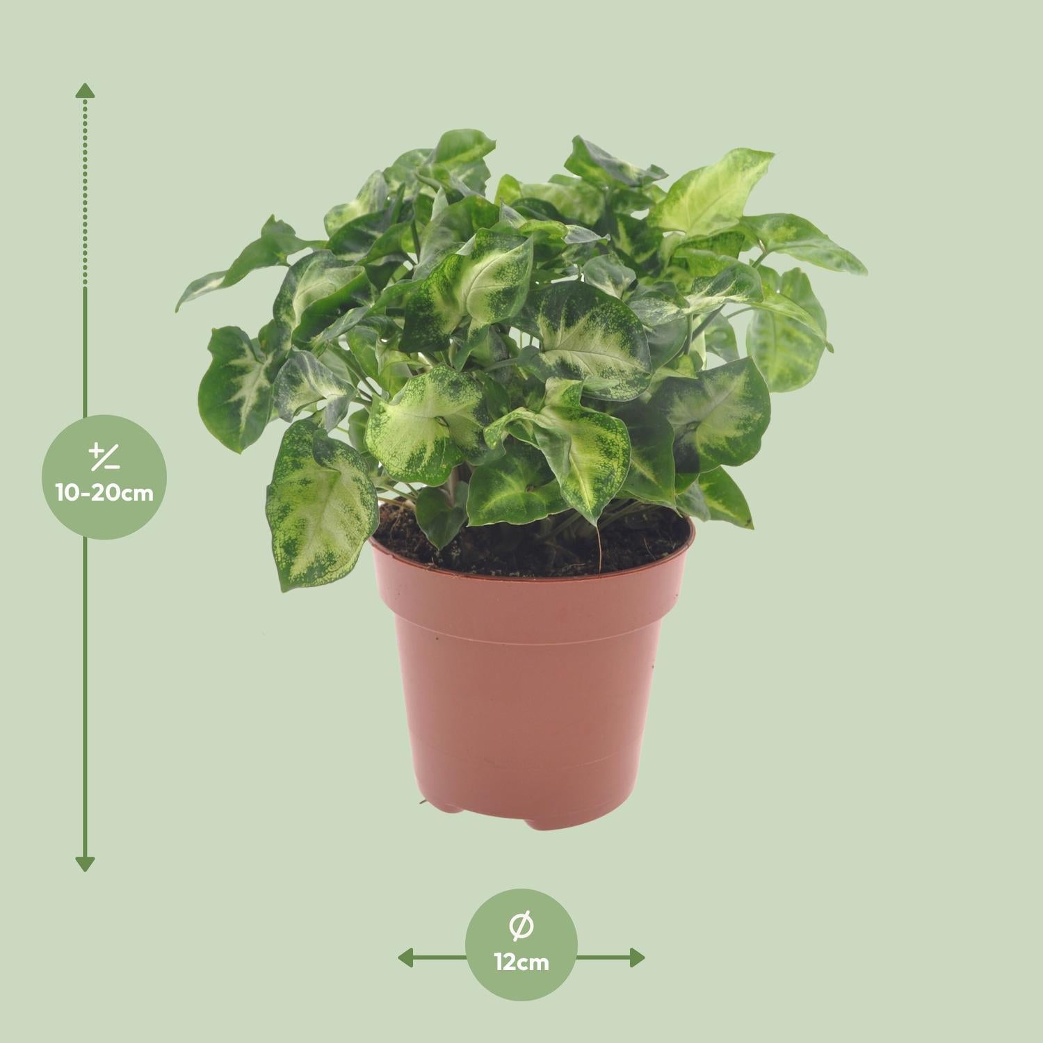 Purpurtute - Syngonium Pixie - Ø12cm - ↕20cm