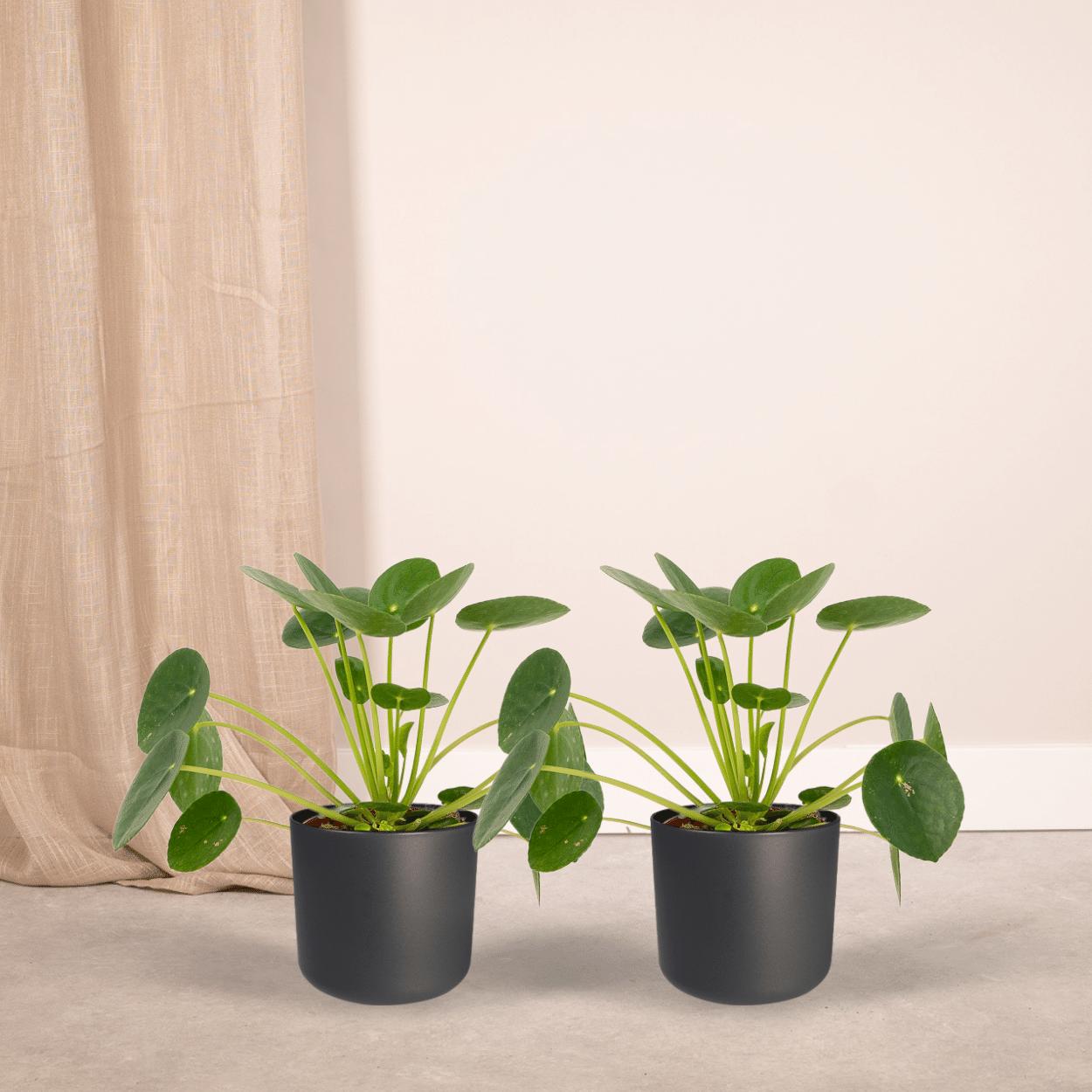 Chinesischer Geldbaum Set - 2x Pilea Peperomiodes - 20cm - ø12