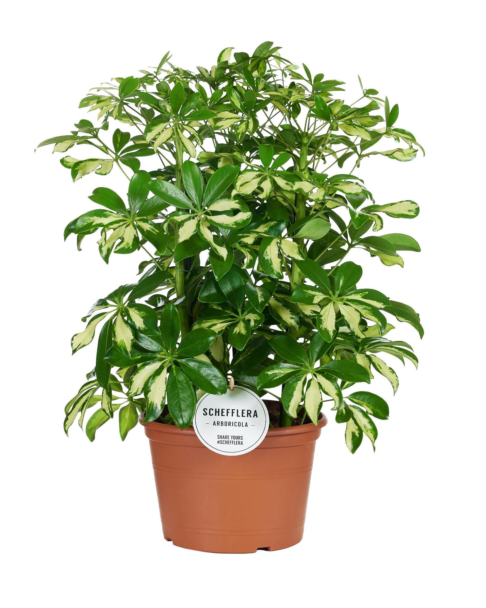 Strahlenaralie - Schefflera Gerda - Ø21cm - ↕55cm
