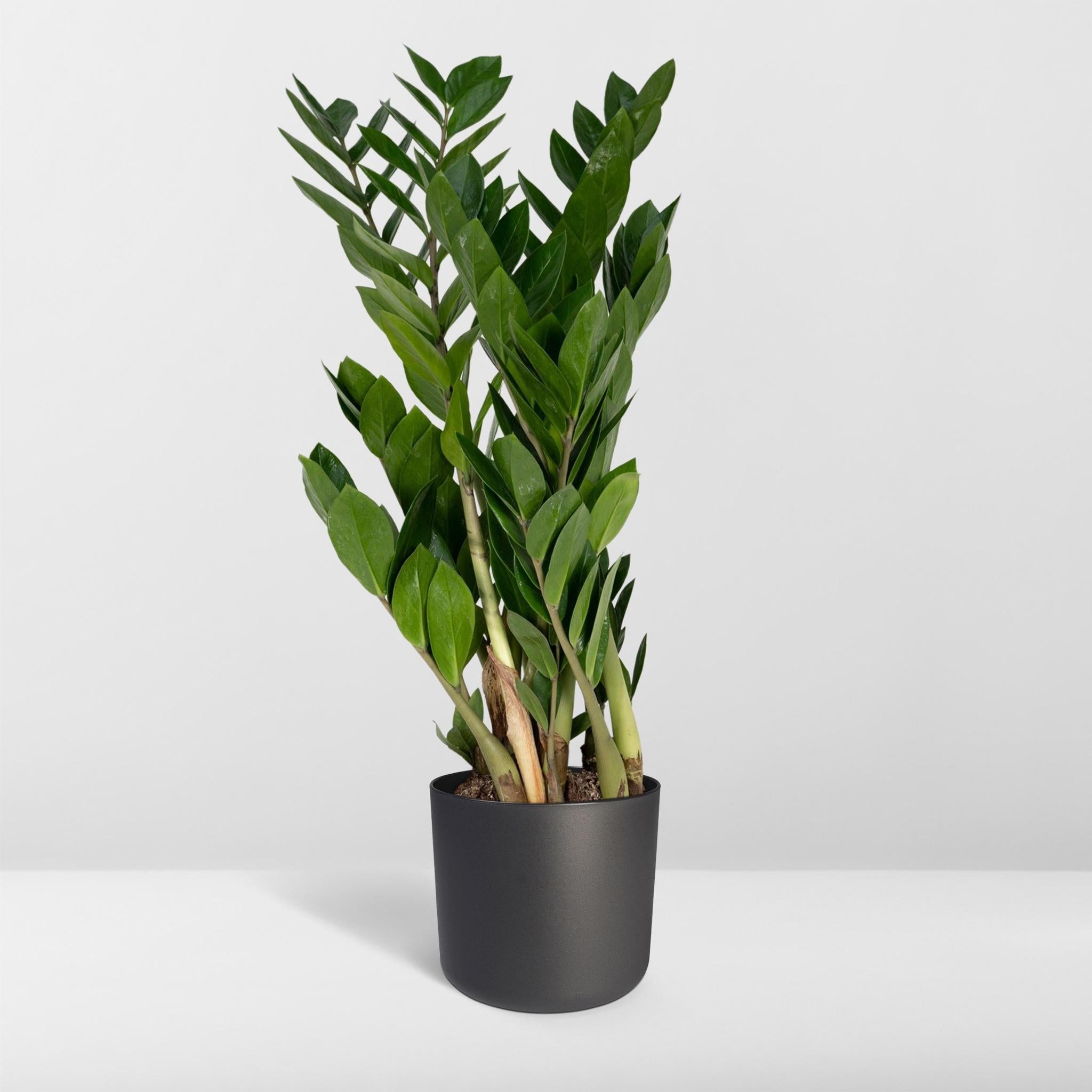 Glücksfeder - Zamioculcas Zamiifolia - Ø17cm - ↕70cm
