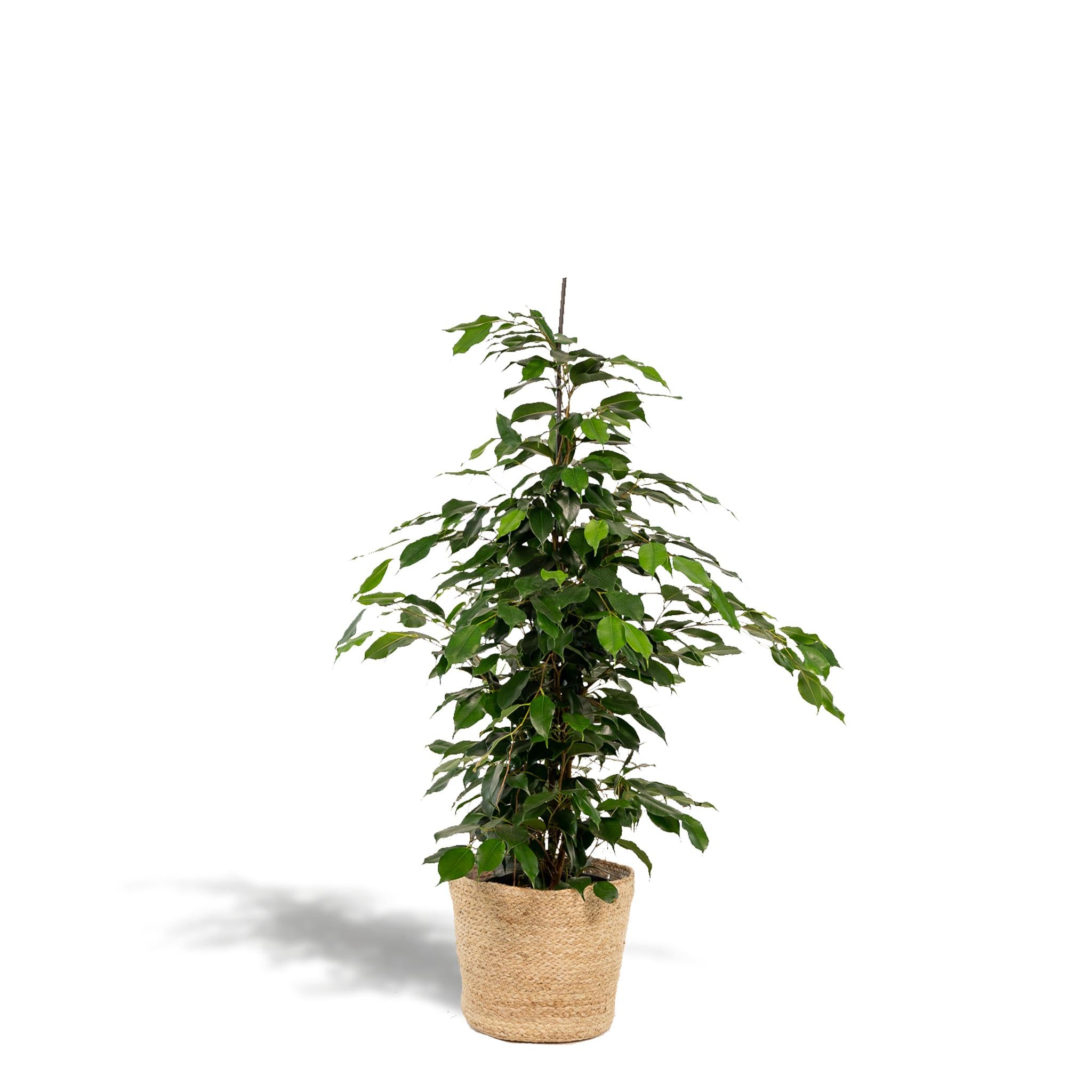 Birkenfeige - Ficus Benjamina Danielle - Ø21cm - ↕95cm + Korb Selin
