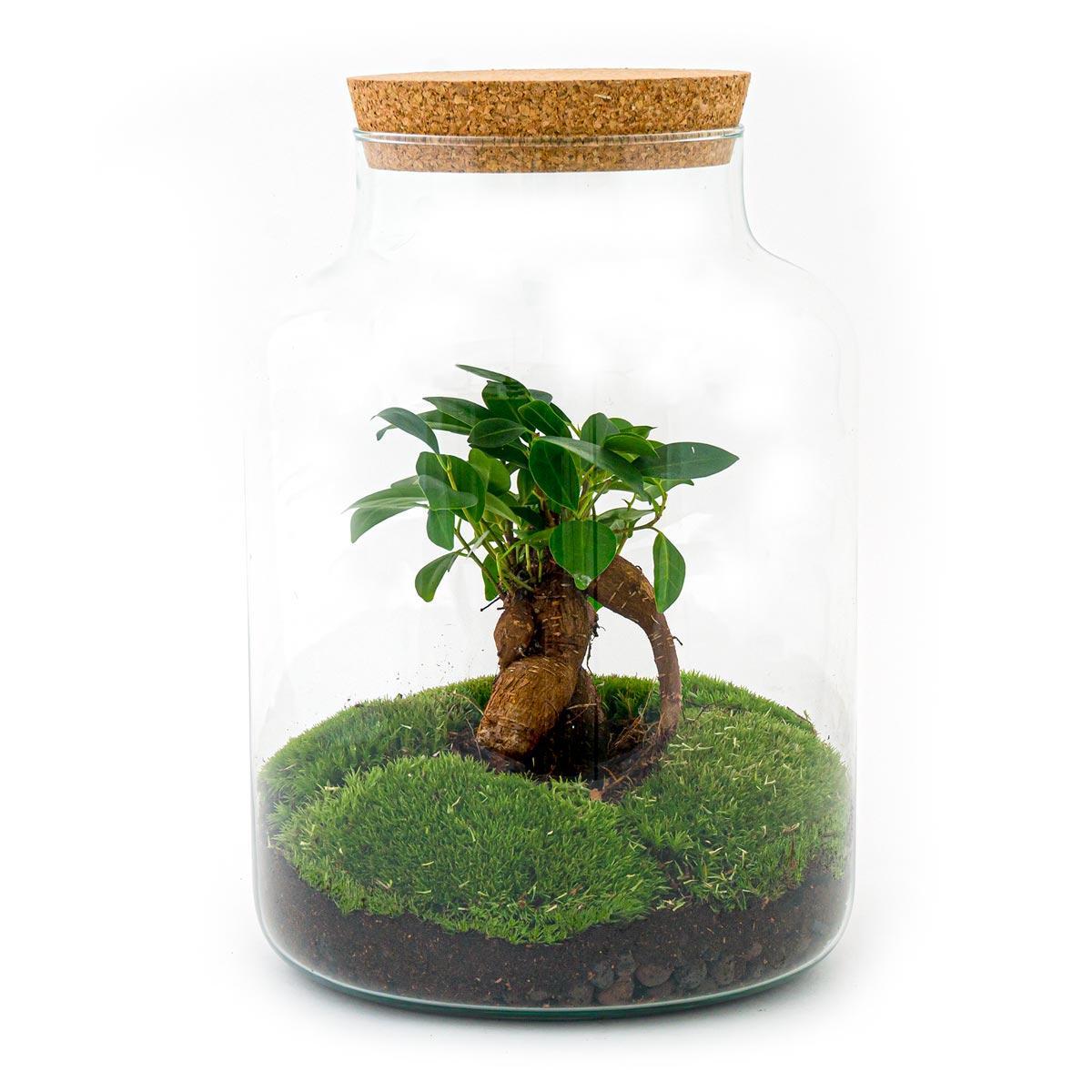 Flaschengarten - Milky mit Bonsai - ↕ 30 cm - Harke + Schaufel