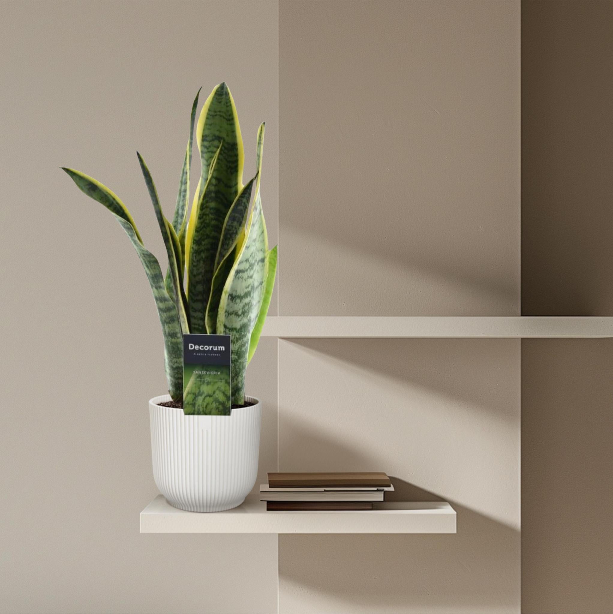 Bogenhanf - Sansevieria Laurentii - 45 cm - ø12