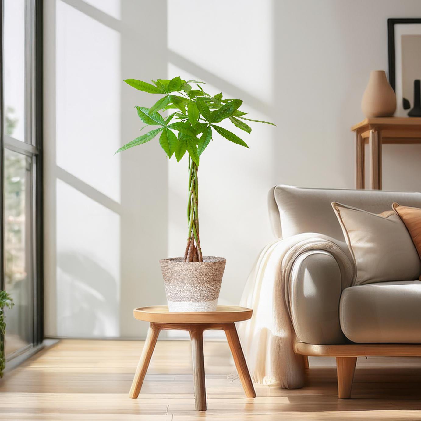 Glückskastanie - Pachira Aquatica mit Korb Lissabon farbig - 80cm - Ø21