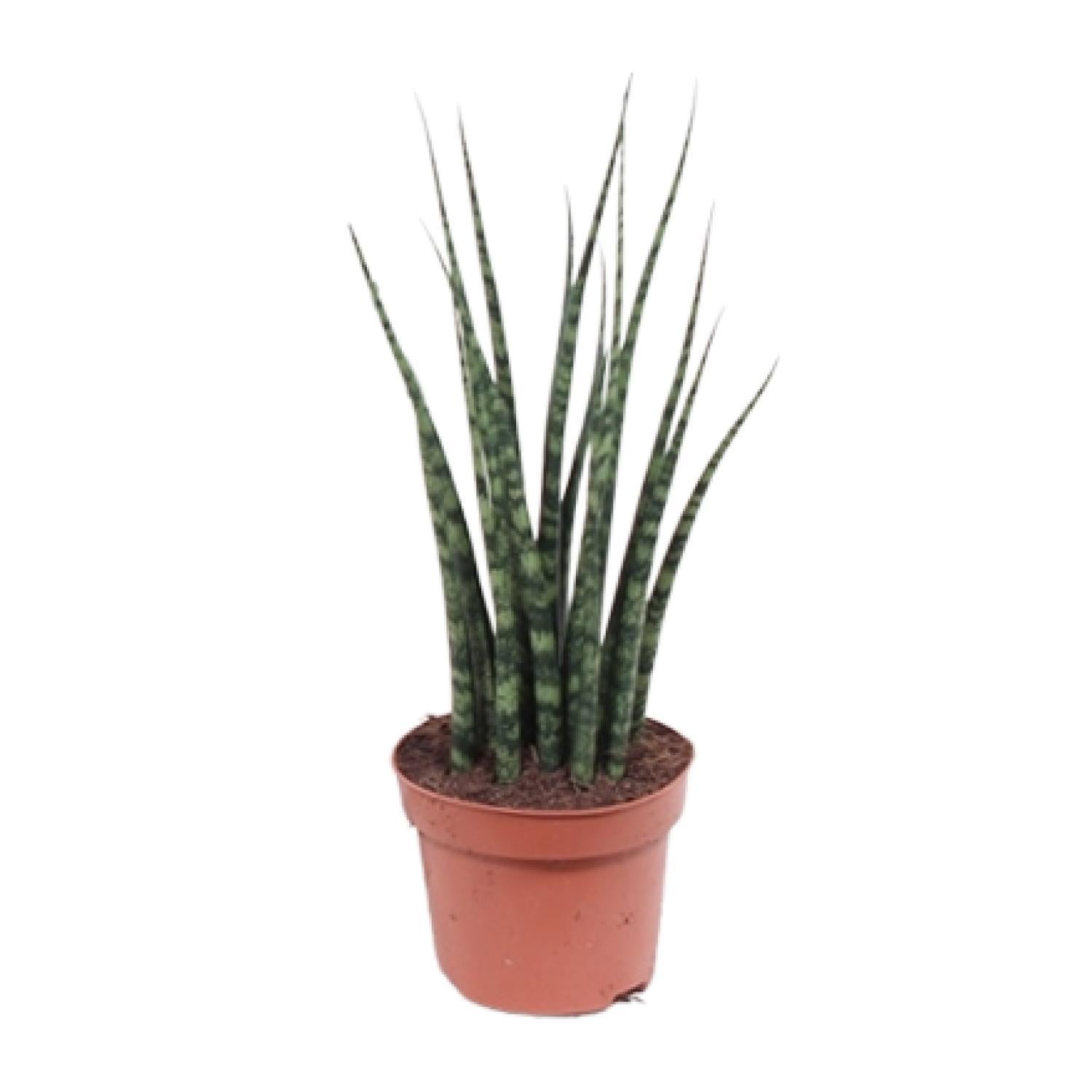 Bogenhanf - Sansevieria Fernwood Mikado - Ø12cm - ↕40cm