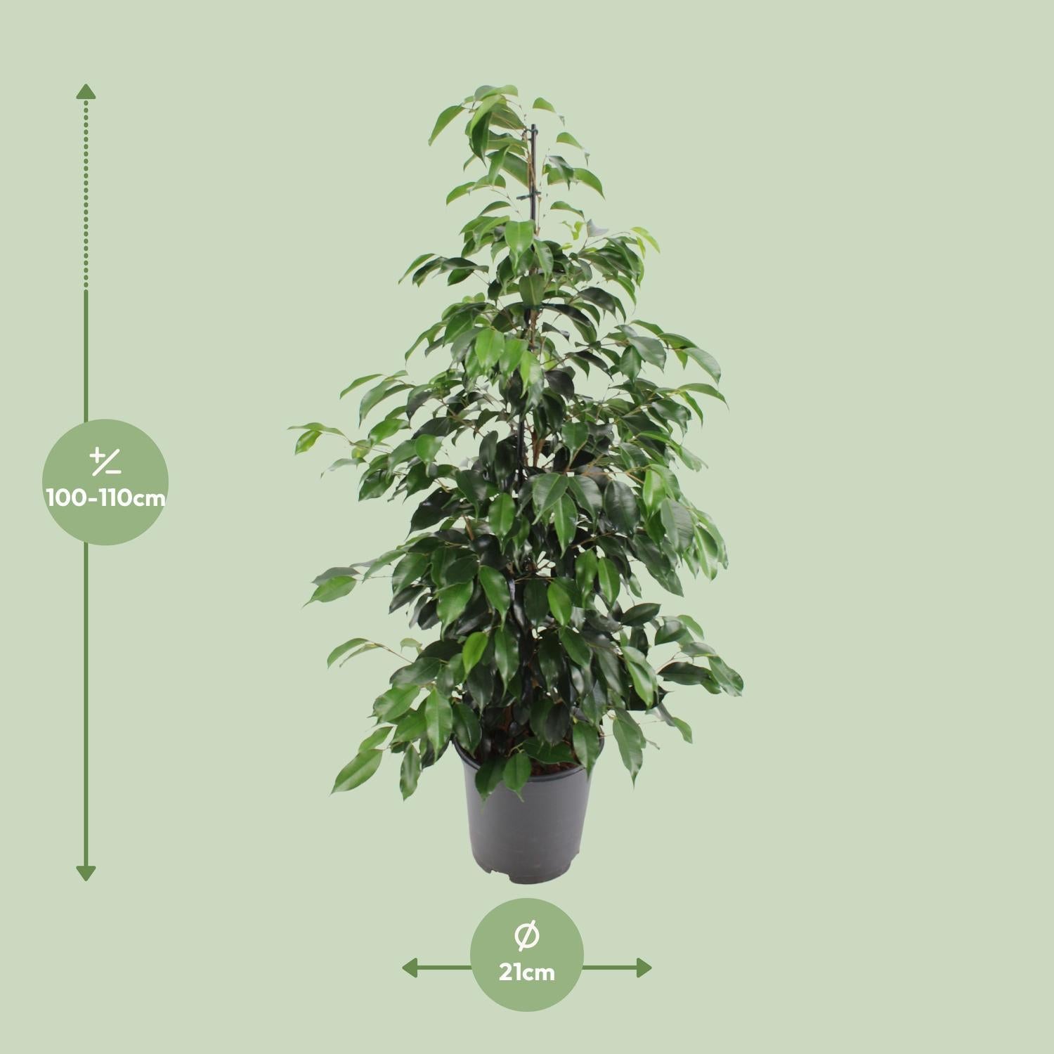 Birkenfeige - Ficus benjamina Danielle - Ø21cm - ↕95cm