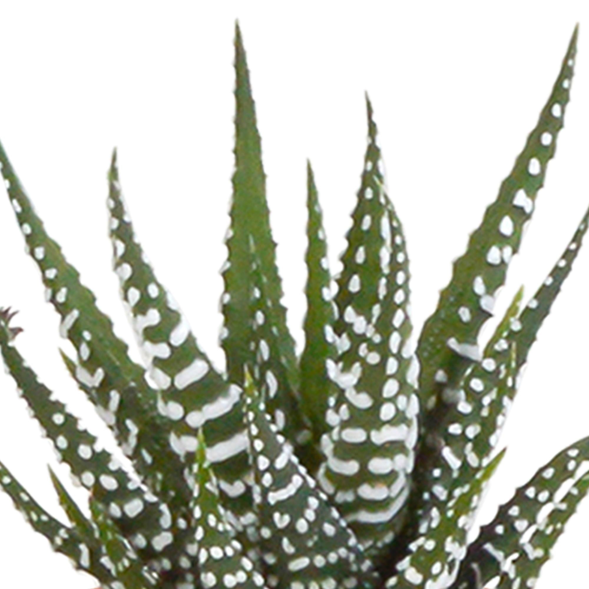 Kakteen - und Sukkulenten Mix - 5,5 cm - im weißen Topf 15 Stück