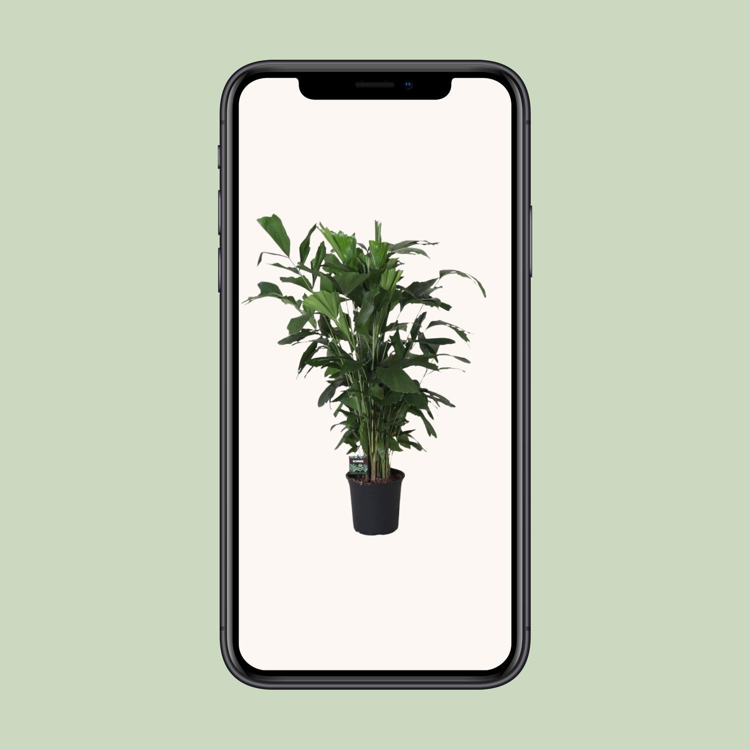 Fischschwanzpalme - Caryota Mitis - Ø24cm - ↕120cm