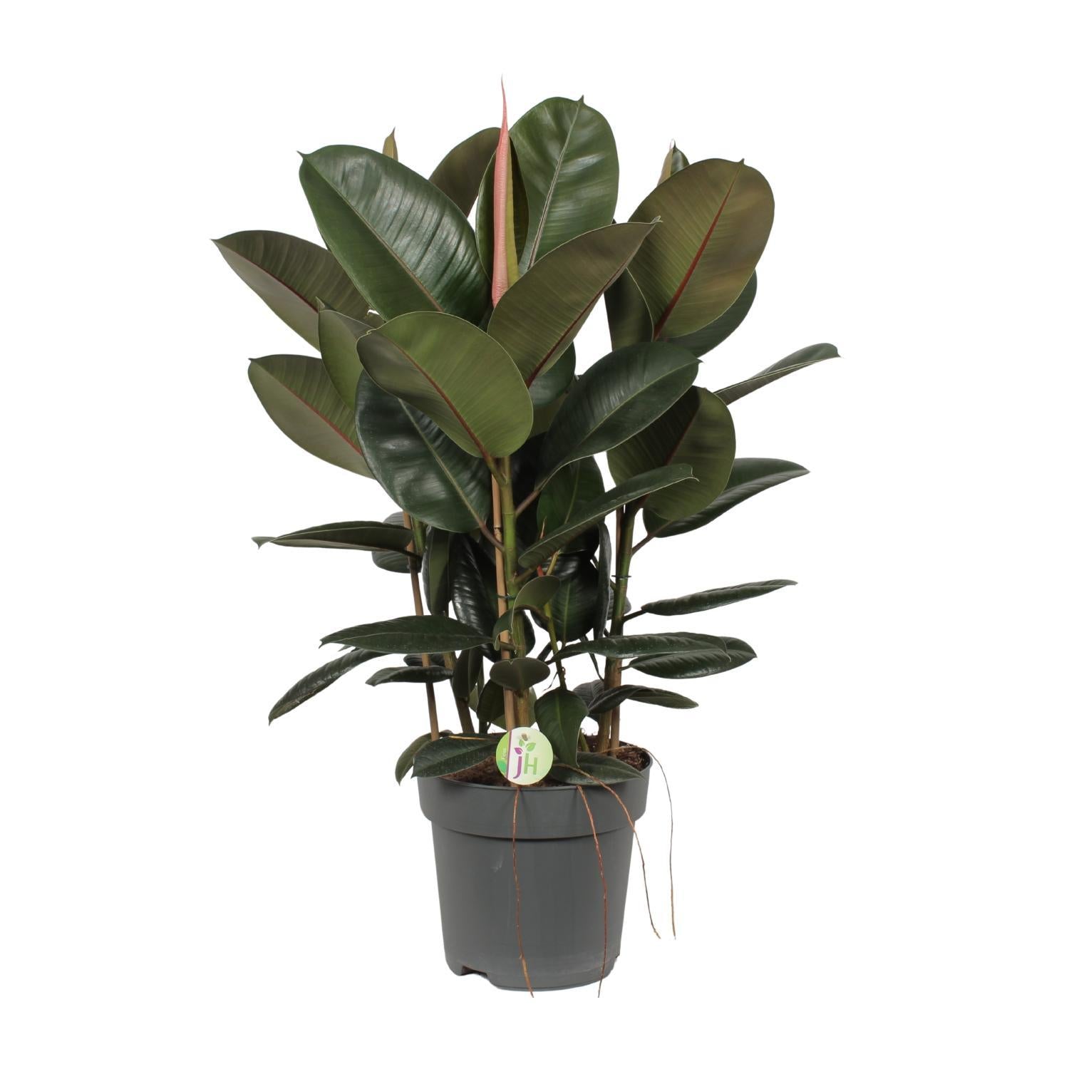Gummibaum - Ficus Robusta - Ø27cm - ↕90cm