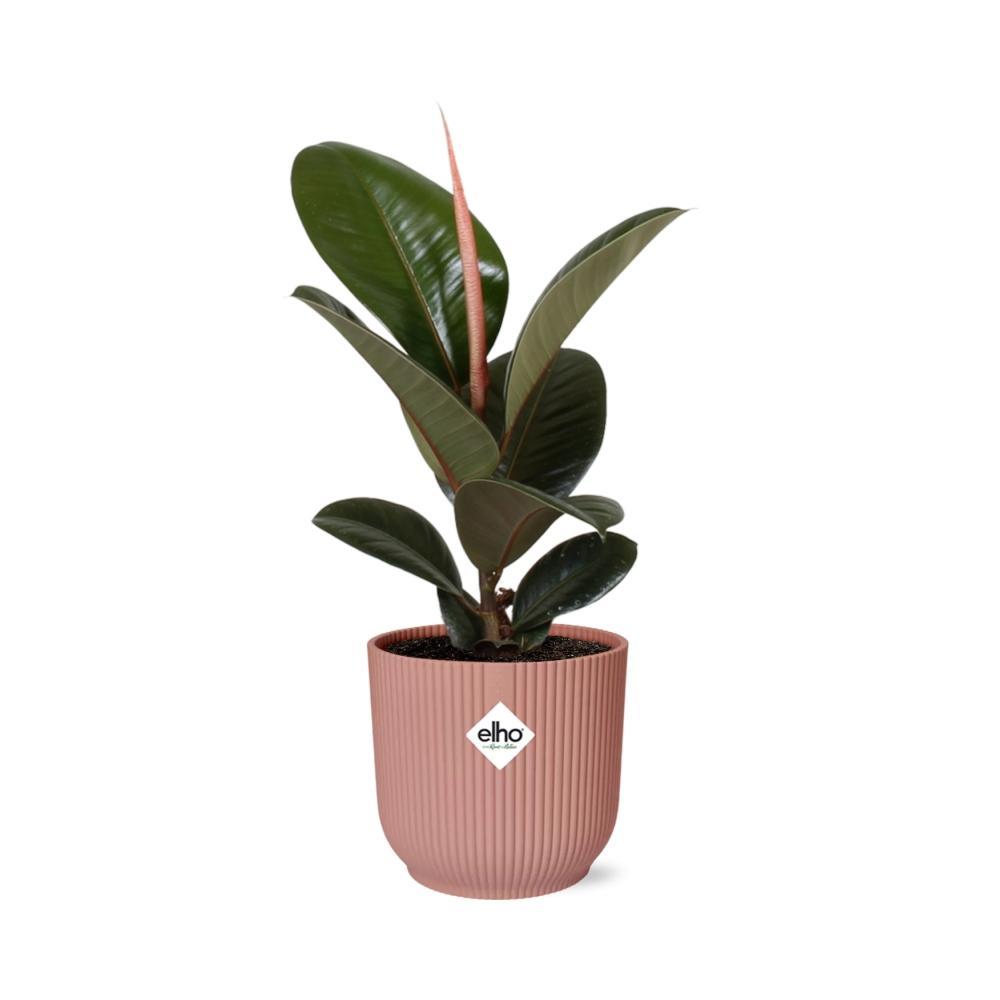 Gummibaum - Ficus Elastica Robusta - in ELHO Topf Vibes Fold 14cm Topf rosa