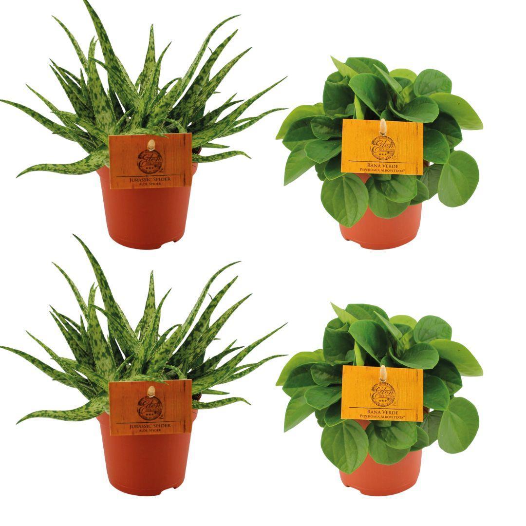 Pflanzen Mix - 2x Aloe Spider + 2x Peperomia Rana Verde - Ø10.5cm - ↕10cm 4 Stück
