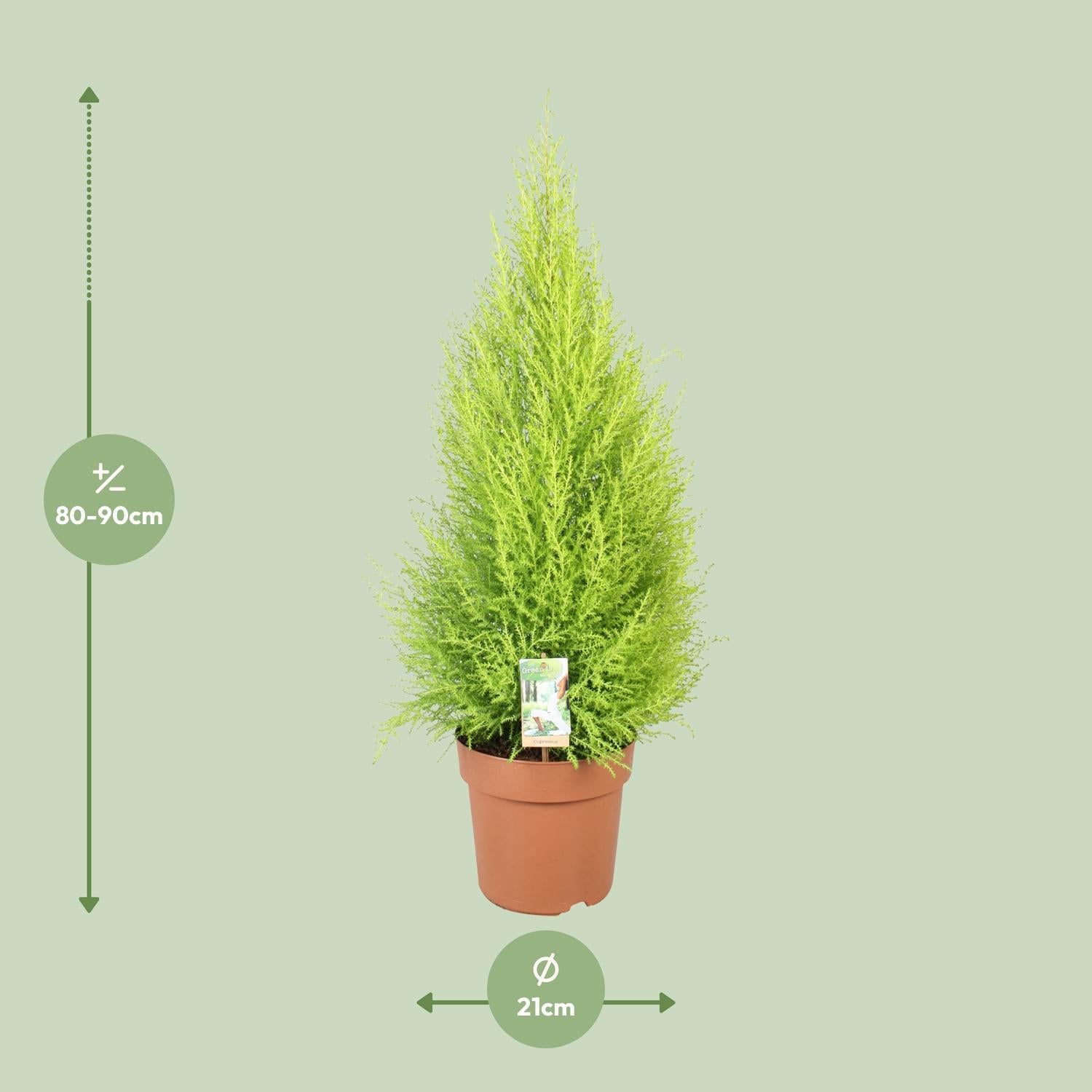 Zitronenzypresse - Cupressus Goldcrest Wilma - Ø21cm - ↕90cm