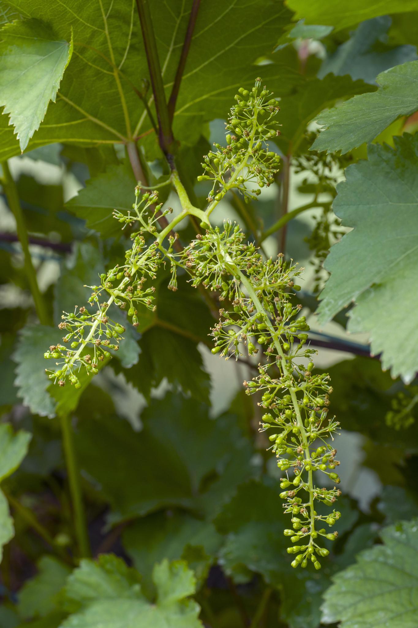 Weinrebenstrauch - Vitis vinifera 'Johanniter' - ↨45cm - Ø13