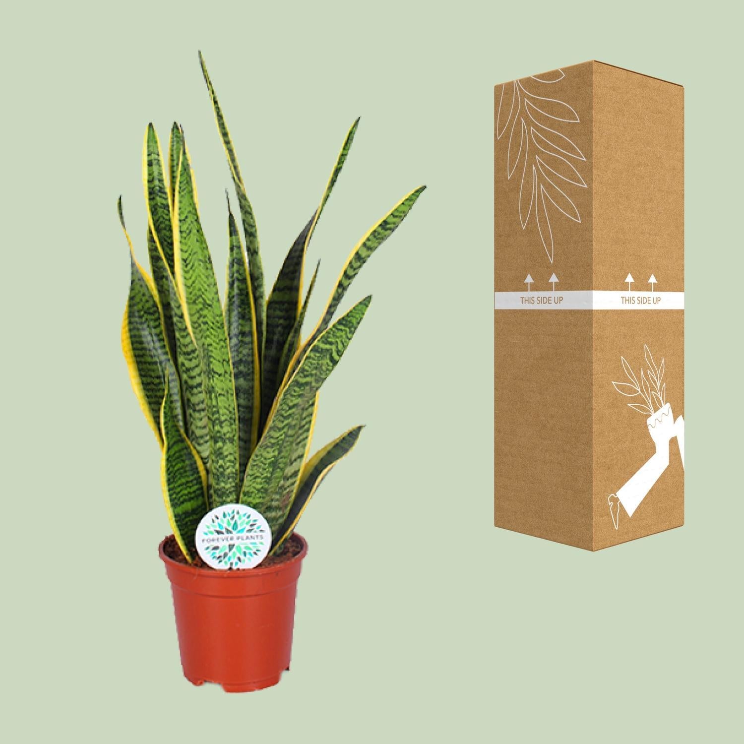 Bogenhanf - Sansevieria Trifasciata Laurentii - Ø17cm - ↕60cm