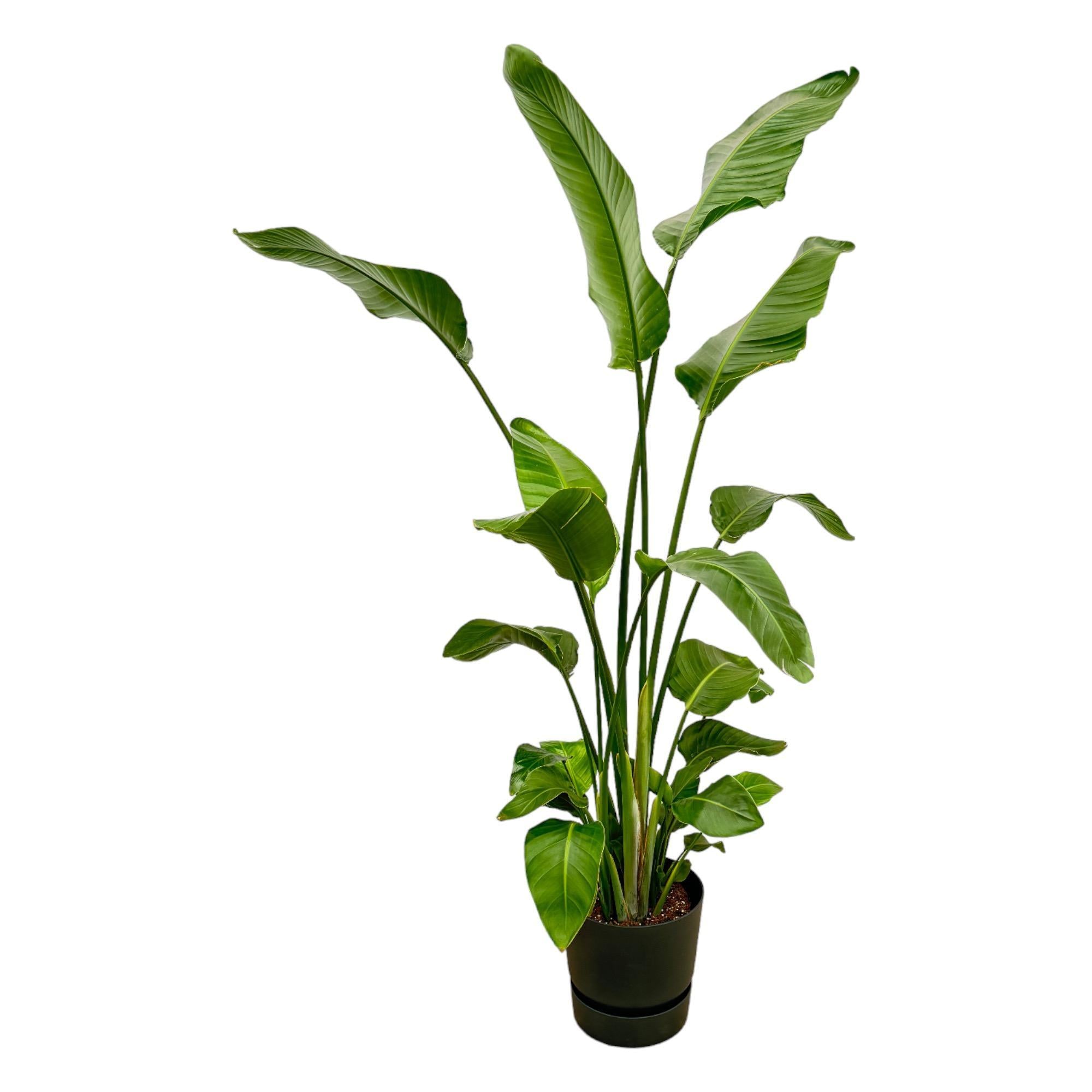 Paradiesvogelblume - Strelitzia Nicolai inklusive elho Greenville Round Topf schwarz – 180 cm – Ø30