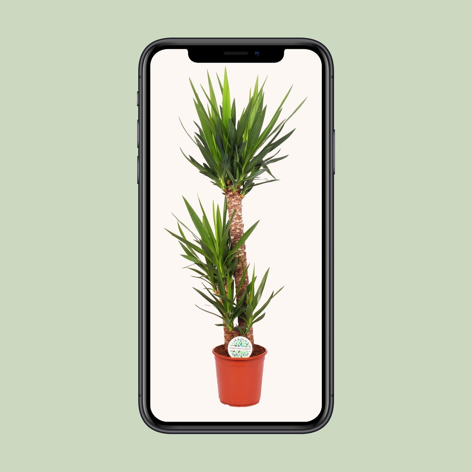 Yuccapalme- Yucca Elephantipes - Ø24cm - ↕125cm