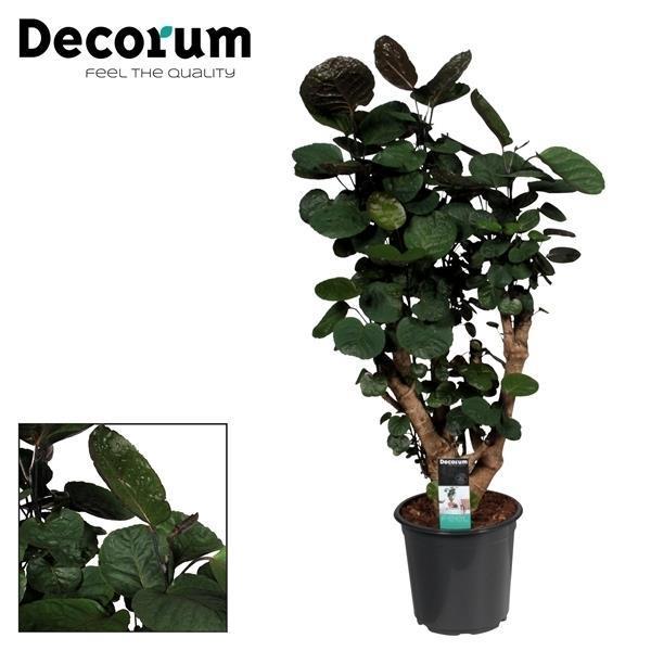 Ming Aralie - Polyscias Fabian - Ø21cm - ↕95cm