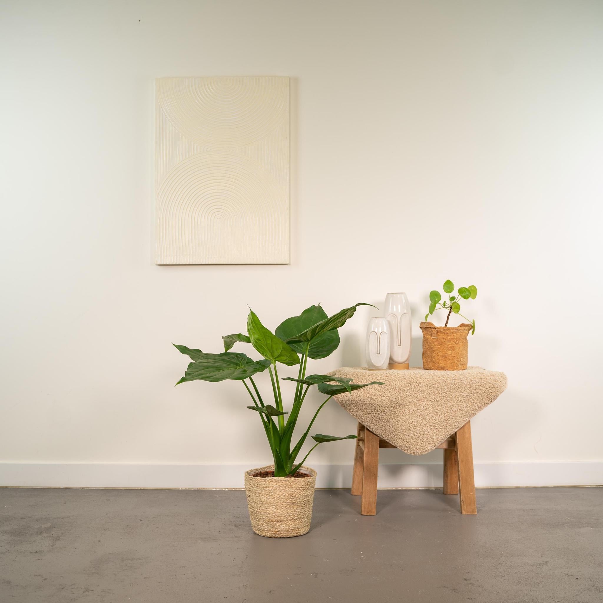 Zwergelefantenohr - Alocasia Cucullata - Ø19cm - ↕65cm + Korb Selin