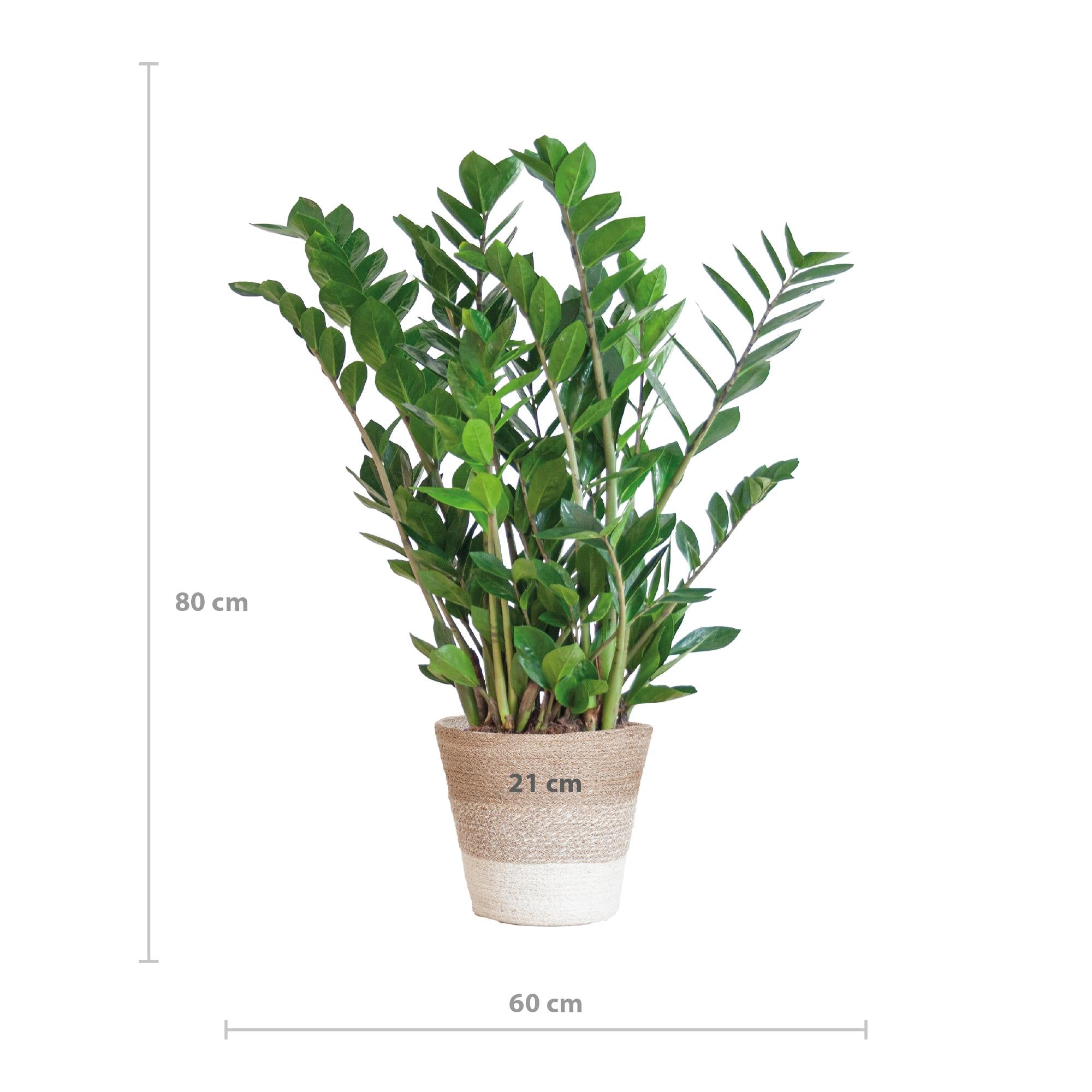 Glücksfeder - Zamioculcas Zamiifolia mit Pflanzkorb Lissabon weiß - 80cm - Ø21