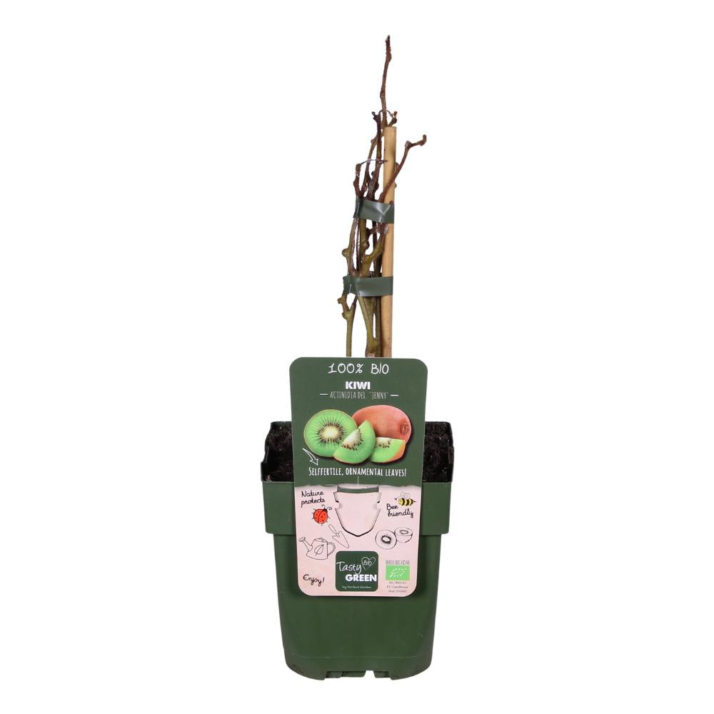Kiwibeeren - Actinidia deliciosa 'Jenny' - ↨45cm - Ø13
