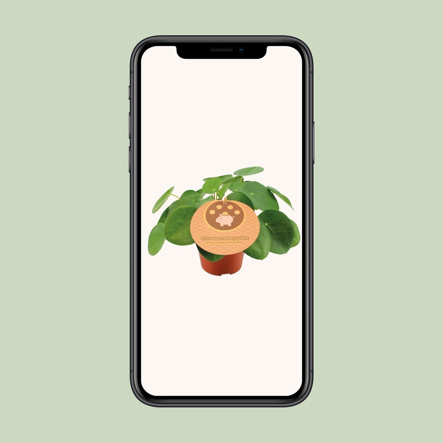 Chinesischer Geldbaum - Pilea Peperomioides - Ø12cm - ↕20cm