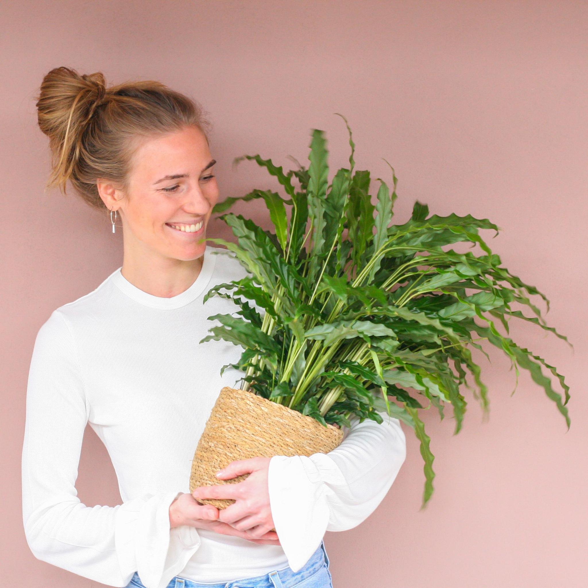 Samtcalathea - Calathea Rufibarba mit Korb Sofia natur - 55cm - Ø17