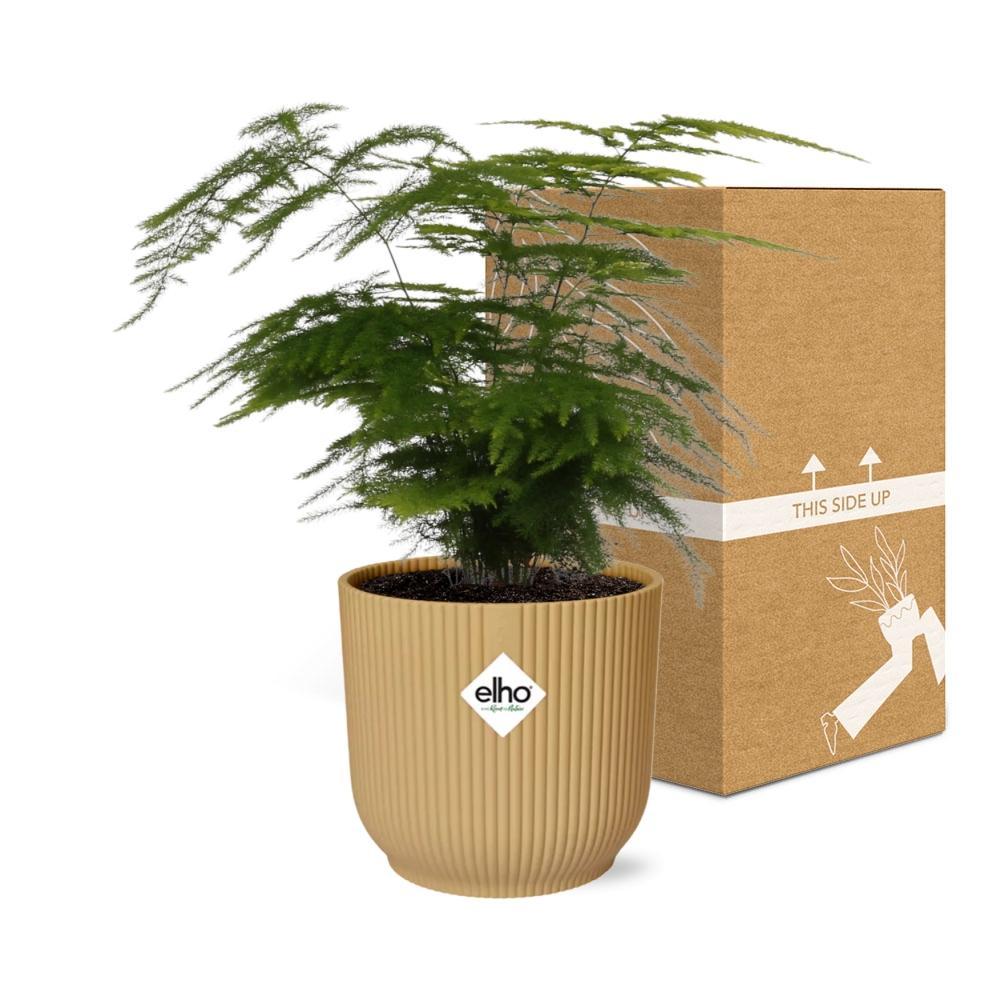 Spargelfarn - Asparagus Setaceus ‘Plumosus’ in ELHO Vibes Fold 14cm Topf gelb