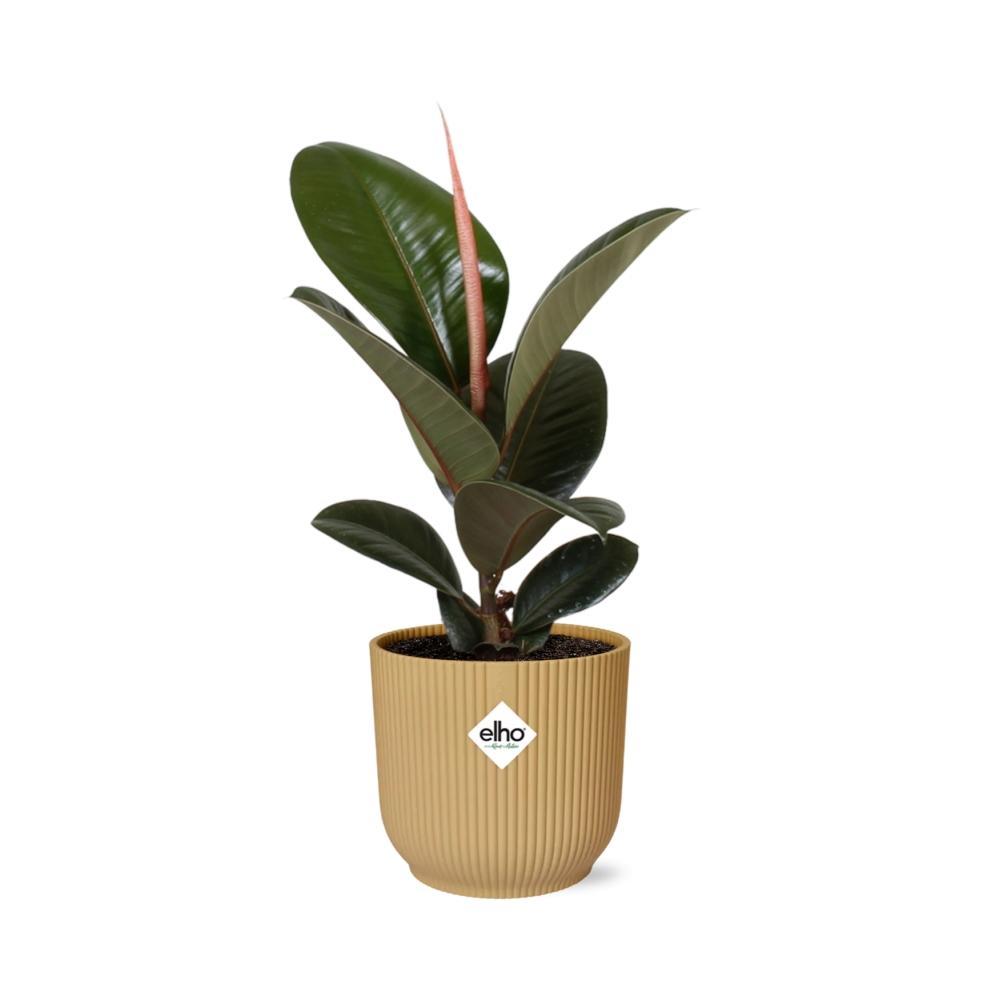 Gummibaum - Ficus Elastica Robusta - in ELHO Vibes Fold 14cm geel Topf gelb