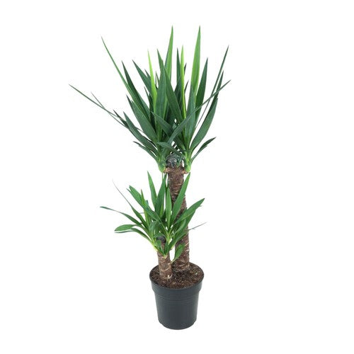 Yucca Elephantipes - Ø21cm - ↕100cm - Ø14 - ↨40cm