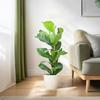 Geigenfeige - Ficus Lyrata mit Viber-Topf weiß – 80 cm – Ø21