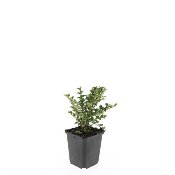 Fächerzwergmispel - Cotoneaster horizontalis - ↕10-25cm - Ø9cm 48 Stück