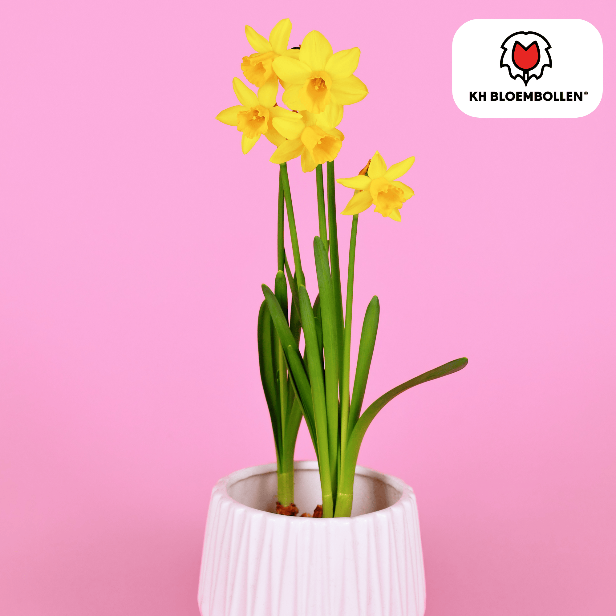 Narzissen - Narzisse Tête à Tête 25 Stück