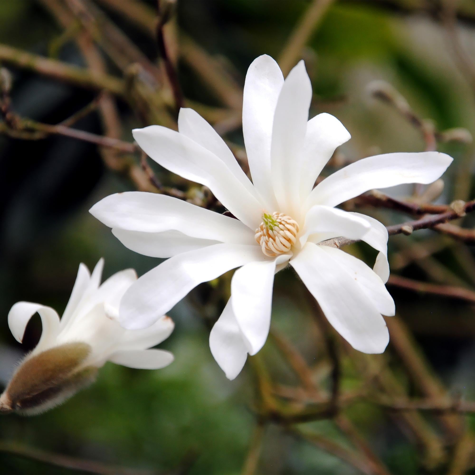 Magnolienstrauch - Magnolia stellata - Blüte Weiß - 3 Pflanzen - Laubabwerfend - Wenig Pflege - Topf 12cm Höhe 30cm