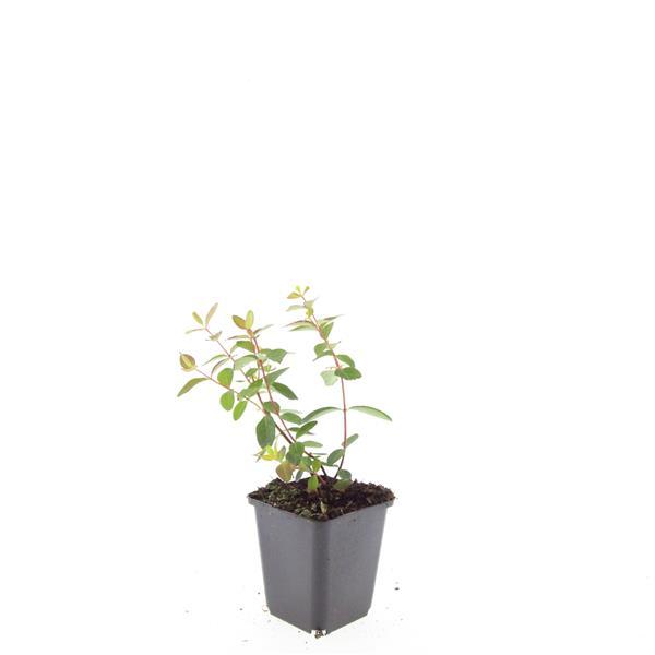 Johanniskraut - Hypericum dummeri 'Peter Dummer' - ↕10-25cm - Ø9cm 24 Stück