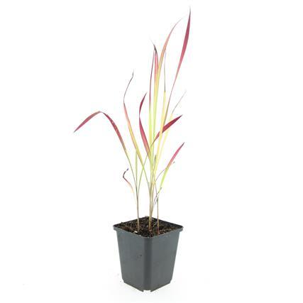 Japanisches Blutgras - Imperata cylindrica 'Red Baron' - ↕10-25cm - Ø9cm 24 Stück