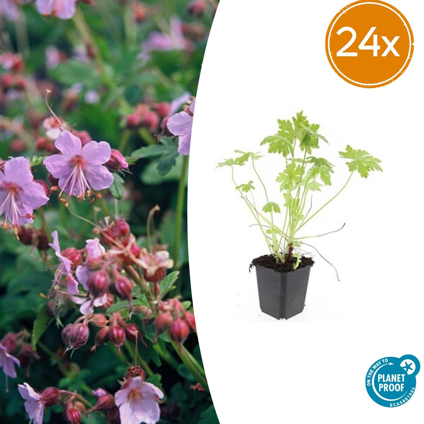 Balkanstorchschnabel - Geranium macrorrhizum - ↕10-25cm - Ø9cm 24 Stück