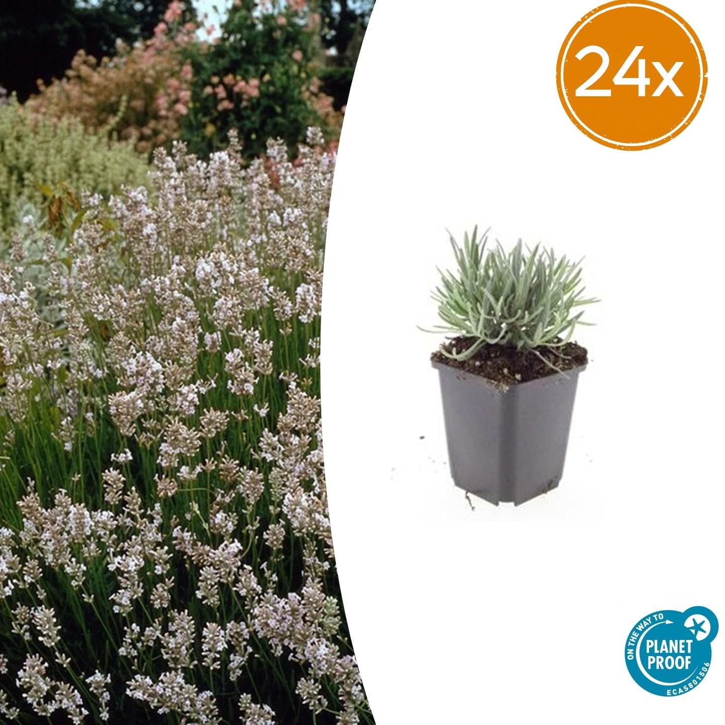 Weißer Lavendel - Lavandula int. 'Edelweiss' - ↕10-25cm - Ø9cm 24 Stück