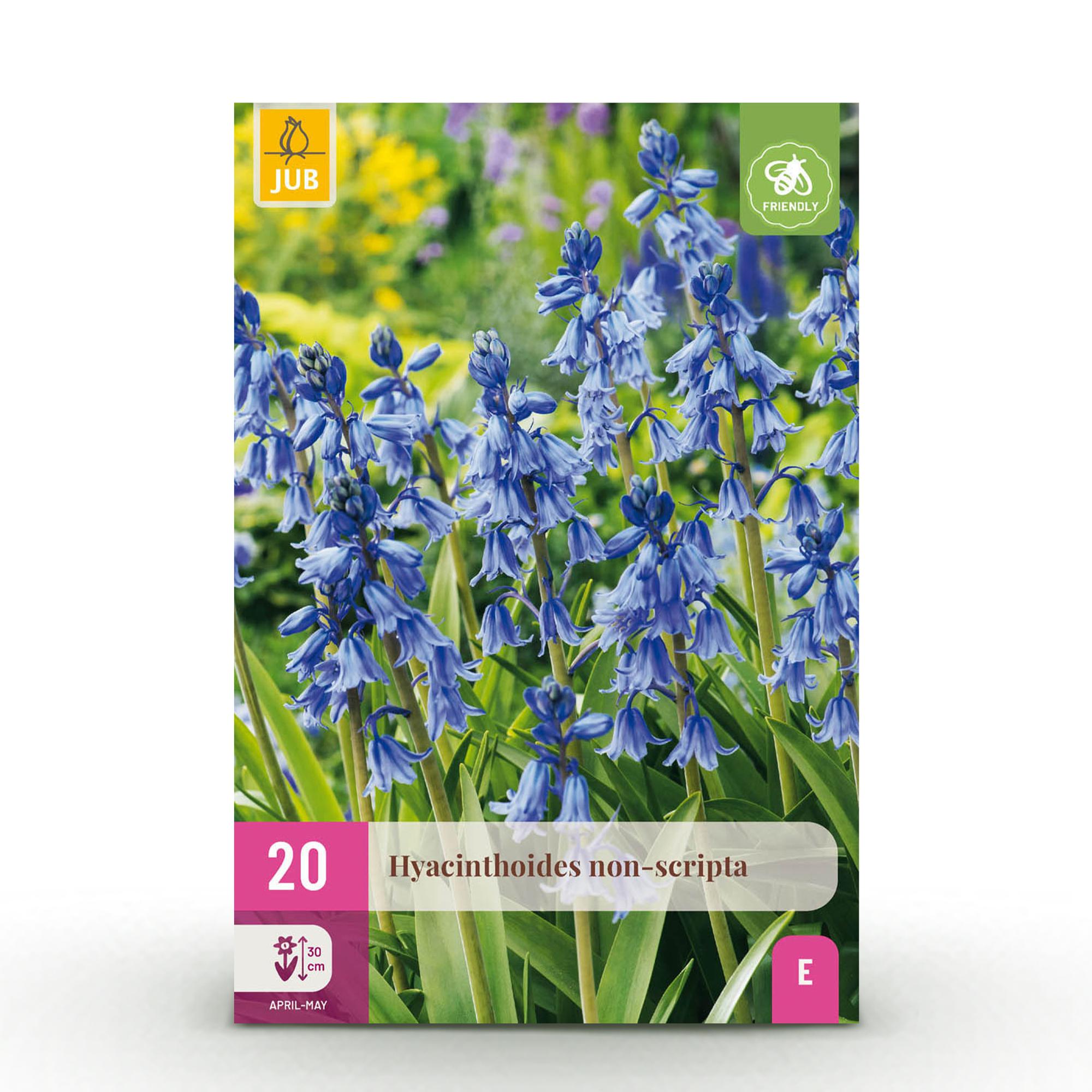 Waldhyazinthe - Hyacinthoides non Scripta - Farbe Blau - 20 Stück - Zwiebelgröße 7/8 - XXL Pack